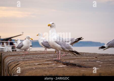 Möwen saßen auf dem Seawall, Whitby, Großbritannien. Stockfoto