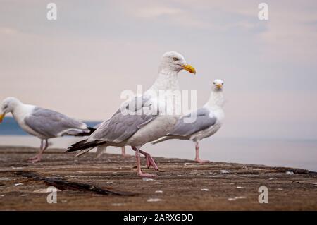 Möwen saßen auf dem Seawall, Whitby, Großbritannien. Stockfoto