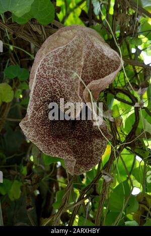 Riesen- Pfeifenblume (Aristolochia gigantea), auch Pfeifenwinden oder Osterluzei, im botanischen Garten, Bonn, Nordrhein-Westfalen, Deutschland Stockfoto