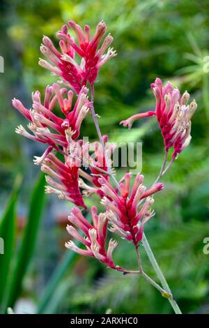 Große Känguru-Pfote (Anigozanthos flavidus) im botanischen Garten, Bonn, Nordrhein-Westfalen, Deutschland Stockfoto