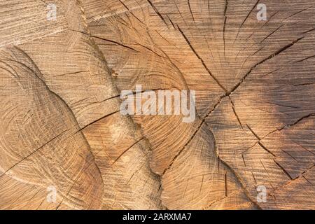 Spalten, Risse und Risse im gesägten Ende des Baumquerschnitts. Metapher fisst, spaltet, Risse in Erscheinung, Holzwirtschaft, Holzholz, Baumabstrakt Stockfoto