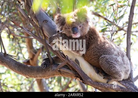 Süßer Wildkoala-Bär, der sich an Eukalyptus-Baumzweig in heller Morgensonne in South Australia anklammert. Stockfoto