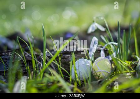 Drei Eier vor dem Hintergrund von Schneefällen, die im Wald auf der Straße wachsen. Osterkonzept. Federhintergrund. Fokus auswählen. Weicher Fokus. Stockfoto