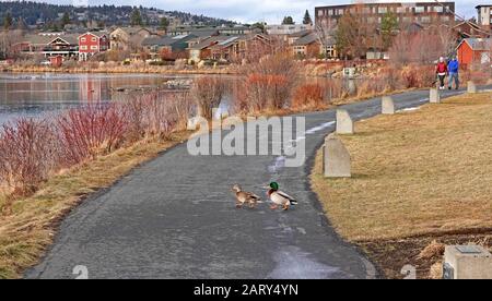 Wilde Mallard-Enten, die auf einem Weg in einem Stadtpark entlang des Deschutes River in Bend, Oregon, spazieren. Stockfoto