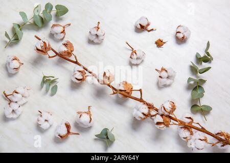 Schöne Baumwollblüten mit Eukalyptusblättern auf weißem Hintergrund Stockfoto