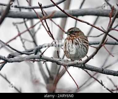 Porträt eines Song-Sparrens, Melospiza melodia, ein gemeinsames Mitglied der Sparren-Familie. Dieser wurde im Zentrum von Oregon fotografiert. Stockfoto