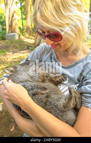 Frau, die einen niedlichen Wombat hält, der in Beutelstellung schläft, Vombatus ursinus. Begegnung mit australischem Beuteltier in Australien. Tourismus in Stockfoto