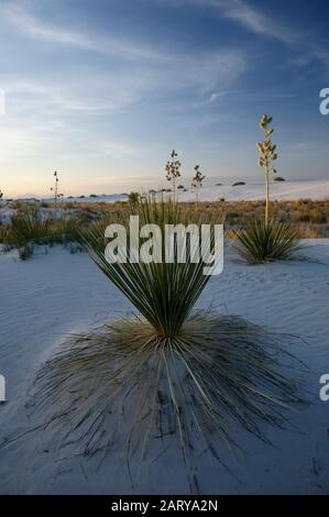 White Sands Yucca bei Sonnenuntergang Stockfoto