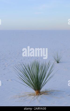 Blue Hour Yucca in White Sands Stockfoto