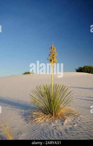 Yucca in White Sands während der Golden Hour Stockfoto