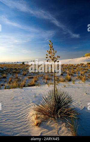 Yucca bei Sonnenuntergang in White Sands Stockfoto