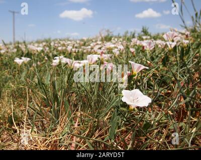 Invasive Feldbindweed-Wildblumen in der mehrjährigen Familie Convolvulaceen, die unkontrolliert an einem texanischen Straßenrand wachsen, erstrecken sich mit einem bl bis zum Horizont Stockfoto