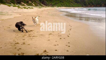 Actionschuss von zwei Hunden, die auf einem Hund vor dem Strand laufen und spielen, Sport und Sozialisierung sind wichtig für Hunde Stockfoto