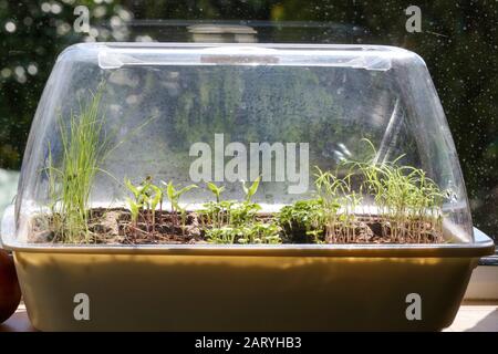 Samenschale mit Kräutern in einer Kunststoff-Vermehrungseinheit auf einem Küchenfensterschweller bei Frühlingslicht. Stockfoto