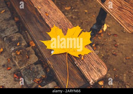 Gestürztes Blatt auf Holzbank im Park Stockfoto