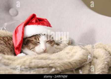 Niedliche lustige Katze in Santa hat zu Hause Stockfoto