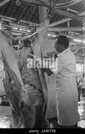 Lebensmittel-Goodsangs [Lagerhallen] des Generalquartiermeisters Boning des Schlachtkörpers eines Rinderdates Datum: März 1947 Ort: Batavia, Indonesien, Jakarta, Niederländisch-Indien Stockfoto
