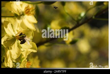 Aprikosenblumen im Garten bereiten sich auf den Empfang der traditionellen Tet vor Stockfoto