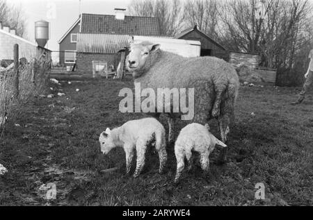 Vorzeitige Lämmer bereits außerhalb des Datums: 4. Februar 1975 Ort: Friesland, Surhuizum Schlüsselwörter: Lämmer, Schafe Stockfoto