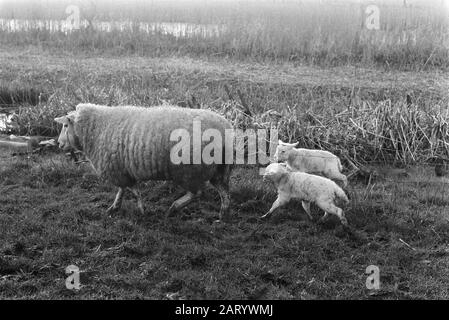 Vorzeitige Lämmer bereits außerhalb des Datums: 4. Februar 1975 Ort: Friesland, Surhuizum Schlüsselwörter: Lämmer, Schafe Stockfoto