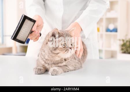 Groomer putzt niedliche lustige Katze im Salon Stockfoto