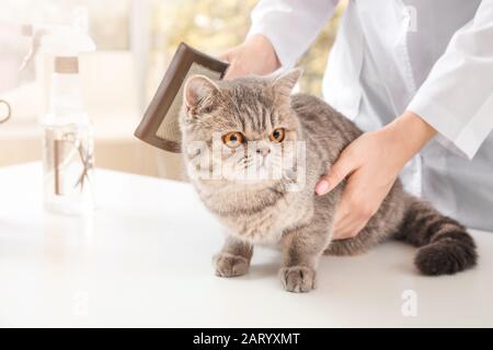 Groomer putzt niedliche lustige Katze im Salon Stockfoto