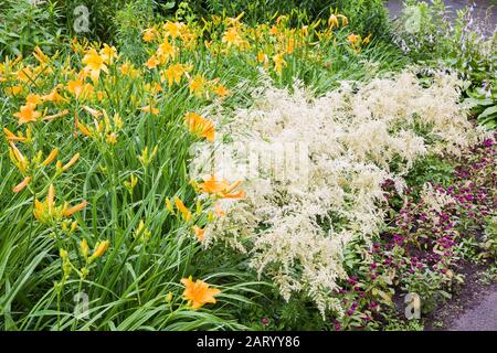 Orange Hemerocallis - Daylilie, weiße Astilbe Blüten in der Grenze im Sommer Stockfoto