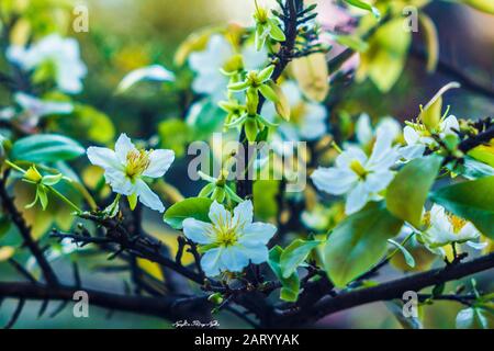 Aprikosenblumen im Garten bereiten sich auf den Empfang der traditionellen Tet vor Stockfoto