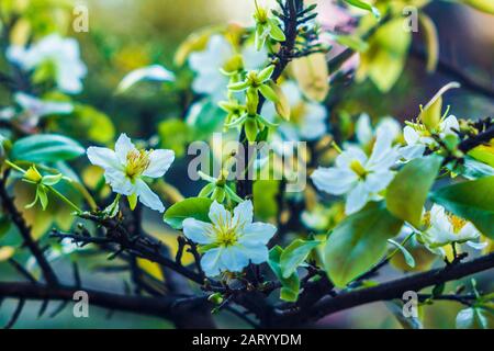 Aprikosenblumen im Garten bereiten sich auf den Empfang der traditionellen Tet vor Stockfoto