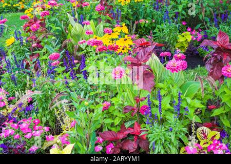 Rosa Petunia, blauer Salvia - Salbei, rosa Zinnia, Pennisetum - Brunnengras, gelbes Rudbeckia - Kegelblumen, Hosta - Karstpfenlilienpflanzen im Rand Stockfoto