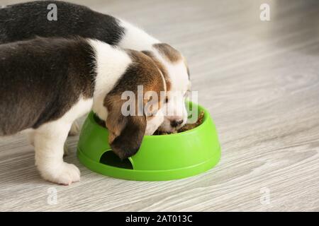 Niedliche Beagle-Welpen essen zu Hause Essen aus der Schüssel Stockfoto