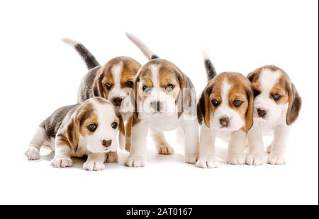 Niedliche Beagle-Welpen auf weißem Hintergrund Stockfoto