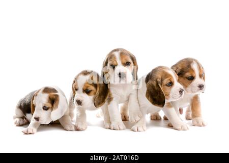 Niedliche Beagle-Welpen auf weißem Hintergrund Stockfoto