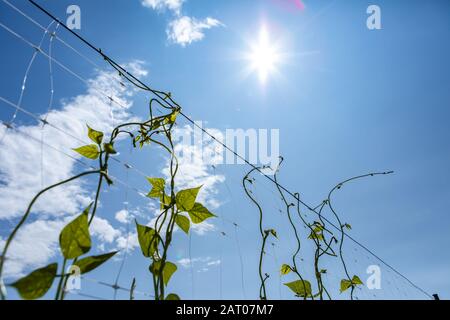 Selektiver Fokus, Nahaufnahme und niedriger Winkel, der auf Zucker geschossen wird, oder das Klettern von Erbsen und Ranken, die auf einem Netzstrellis gegen die Sonne am blauen Himmel aufwachsen Stockfoto