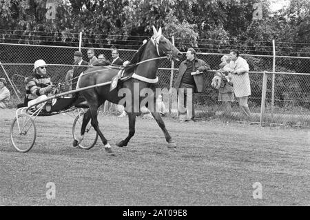 Trotting op Mereveld Datum: 18. Juli 1971 Schlagwörter: Trotting Stockfoto