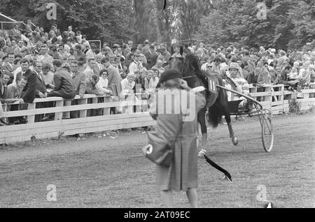 Trotting op Mereveld Datum: 18. Juli 1971 Schlagwörter: Trotting Stockfoto