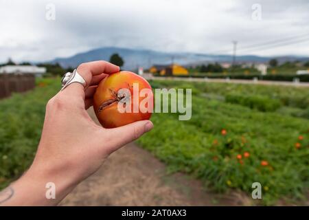 Bauern Hand halten und zeigen eine gespaltene Tomate mit radialen Rissen in selektivem Fokus und Nahsicht vor der Landwirtschaft offenes Grünfeld Hintergrund Stockfoto