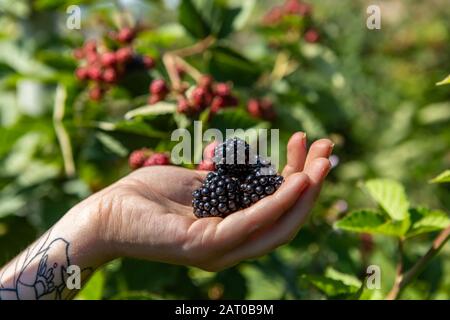 Selektive Fokussierung und Nahaufnahme von frischen, organischen schwarzen, reifen Brombeeren, die vor dem hintergrund der brombeeren mit Kopierraum zur Hand sind Stockfoto