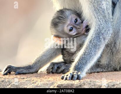 Nahaufnahme eines vervetten Affen, der in den Armen seiner Mutter für die Säuglingspflege sicher ist (Chlorocebus pygerythrus) Stockfoto