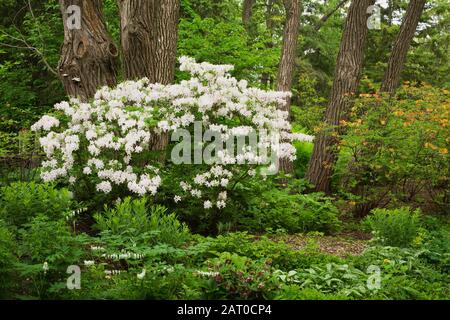 Weiße und orangefarbene Rhododendron-Sträucher, Dicentra spectabilis alba - blutendes Herz, Brunnera macrophylla - sibirische Bugloss-Pflanzen im Mulchrand Stockfoto