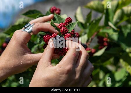Selektive Fokussierung und Nahaufnahme der Handfinger auswählen und die reife brombeere aus einem Busch voller roter unreifer Brombeeren wählen, wählen Sie Konzept Stockfoto