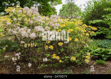 Mauve und gelb blühende Rhododendron-Sträucher, Hosta - Pflaumenlilie Pflanzen in Mulch Grenze im Frühjahr Stockfoto