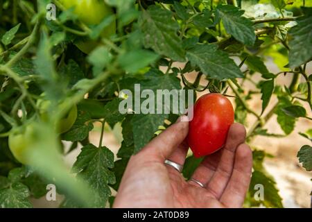 Rote reife lange Tomatenfrucht, selektive Fokussierung und Nahaufnahme der Hand, die eine Pflaumentomate aus dem Tomatenpflanzenstab pflücken, grüne Blätter Hintergrund Stockfoto