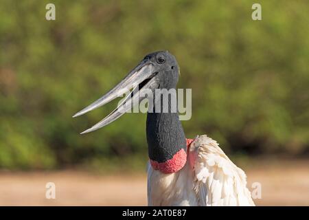 Blick auf die offene Öffnung eines Jabiru im Pantanal-Nationalpark in Brasilien Stockfoto