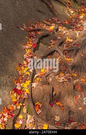 Bunte Blätter an Wurzeln und Felsen in den Adirondack Mountains in New York Stockfoto