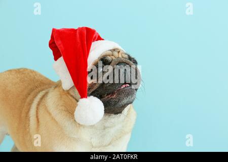 Süßer Pughund in Santa Hut auf Farbhintergrund Stockfoto