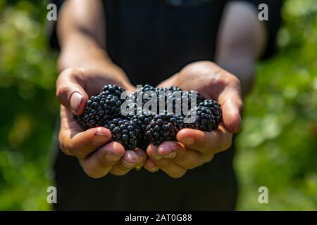 Eine Handvoll reifer und frischer brombeeren: Landarbeiter oder Pflücker reichen in Nahaufnahme und selektiver Fokusansicht voller Brombeeren Früchte. Stockfoto