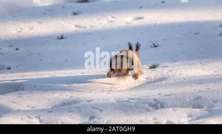 Im Winterwald läuft das Eichhörnchen schnell durch den weißen Schnee. Rückansicht eines Laufhörnchens. Eurasisches Rothörnchen, Sciurus vulgaris Stockfoto