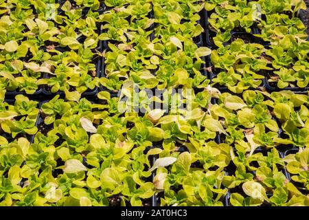 Lactuca sativa - Boston Salatpflanzen werden organisch angebaut Schwarze Kunststoffbehälter im Freien in voller Sonne Stockfoto