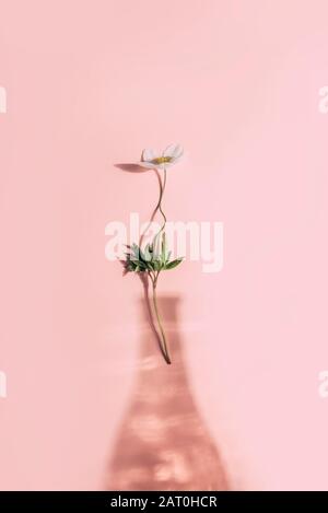 Abstrakter Federhintergrund, minimale Zusammensetzung. Kleine Blume in Vase auf Holzhintergrund im Retro-Stil Stockfoto